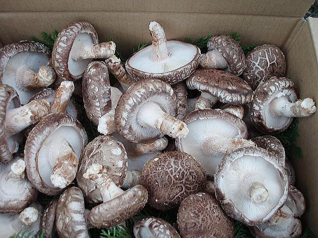 ���R�͔|���ؒő�